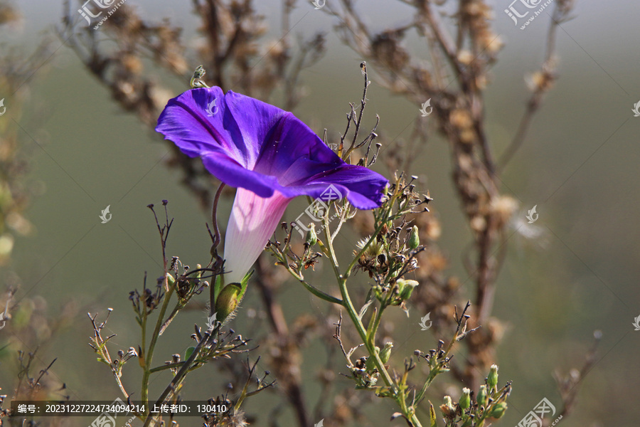 牵牛花