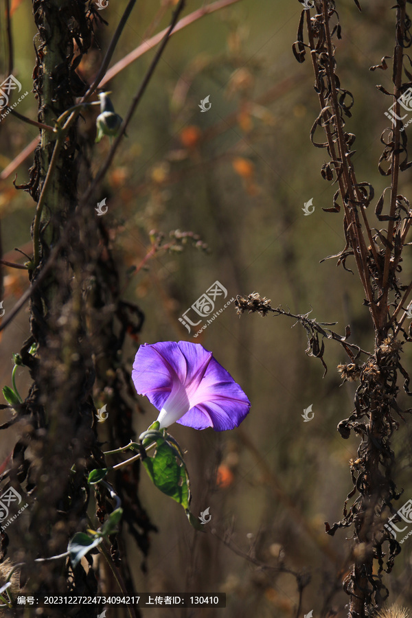 牵牛花