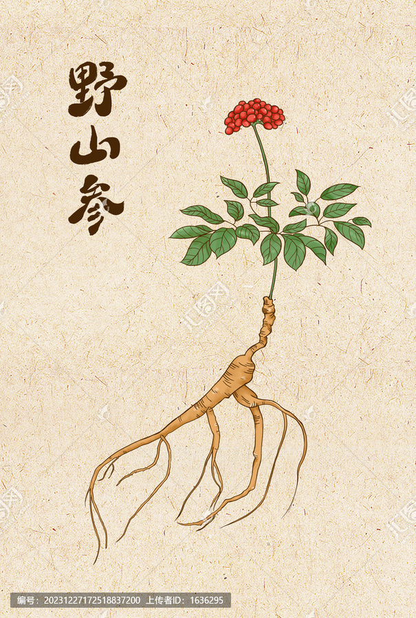 野山參