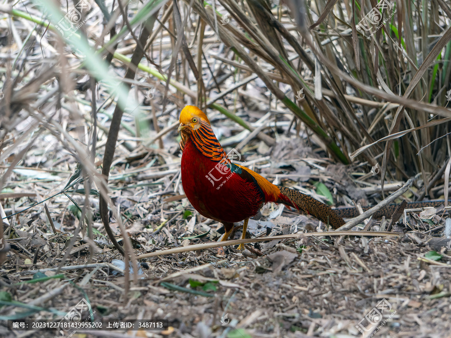 红腹锦鸡雄鸟在灌丛里