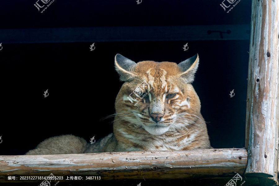 金猫在巢箱里注视着正前方
