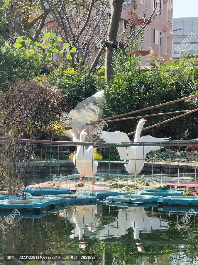 天鹅风景照