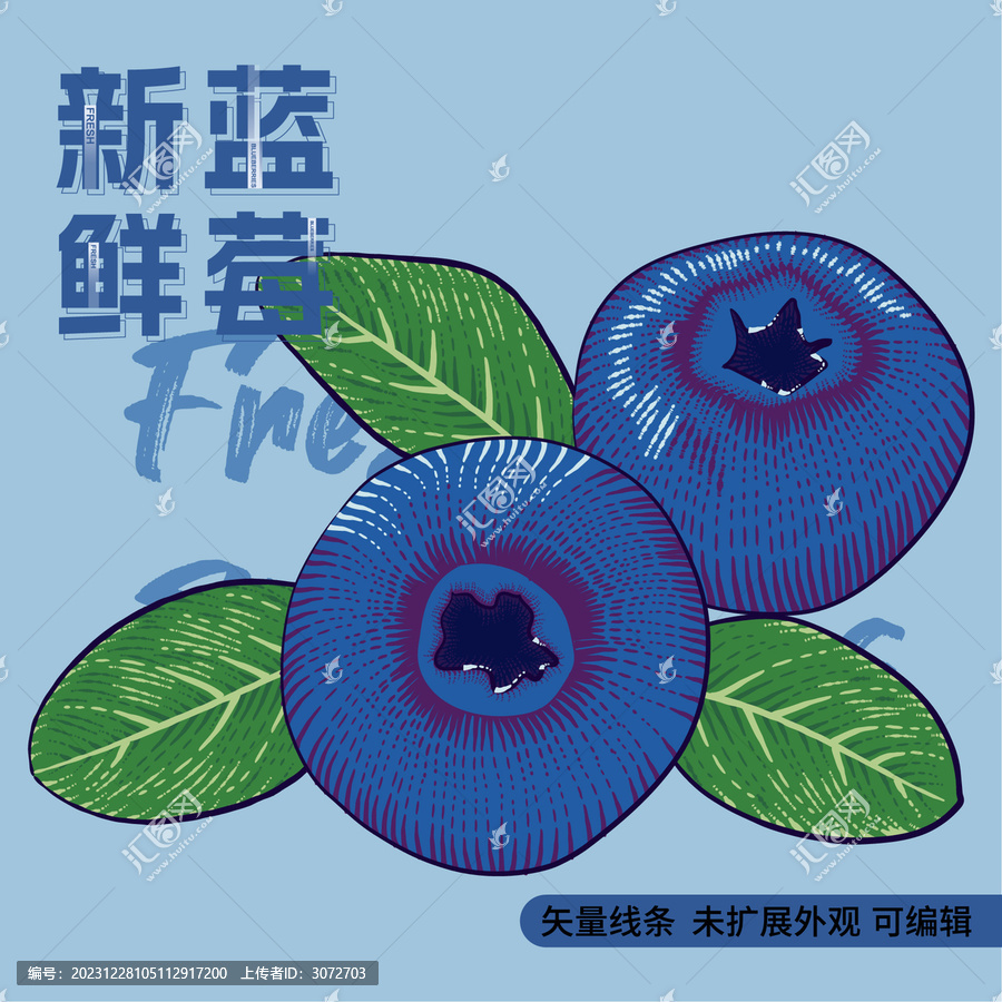 彩色復古版畫矢量線條藍莓插畫