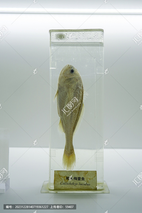 棘头梅童鱼标本
