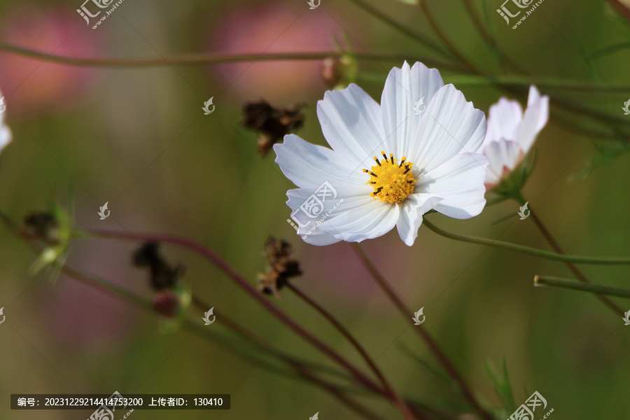 格桑花