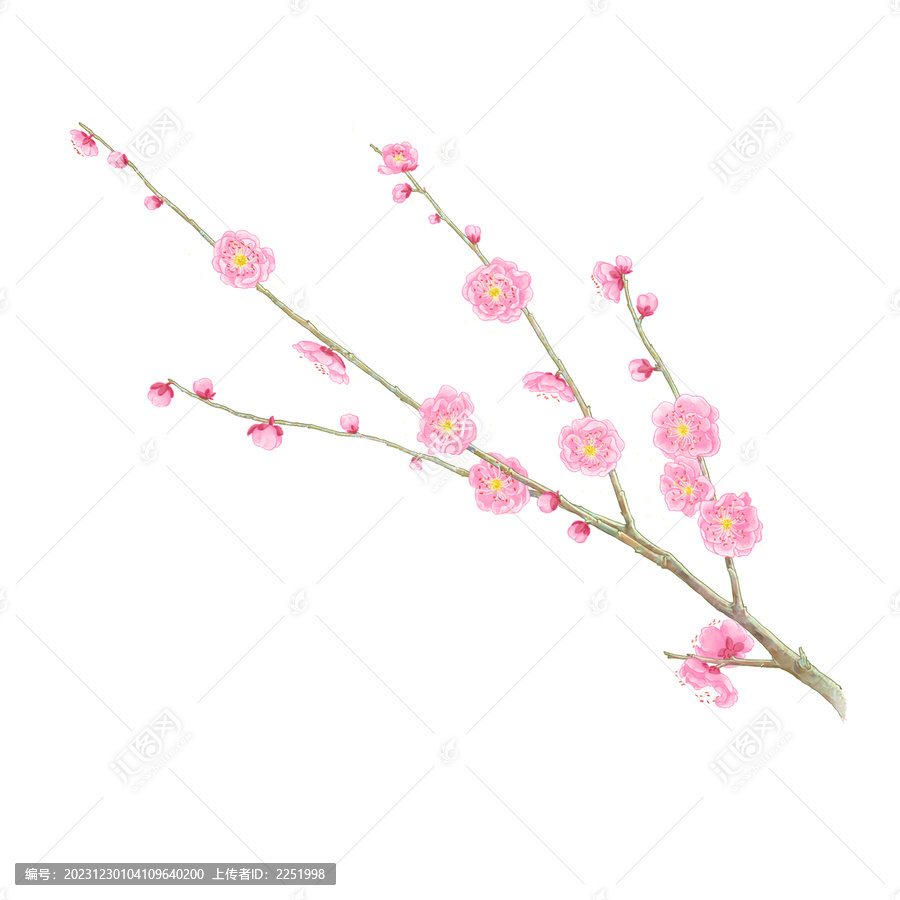 粉色梅花枝頭