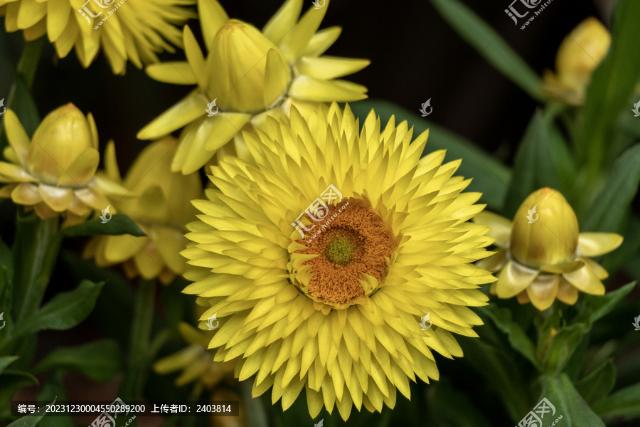 花展鲜花绽放