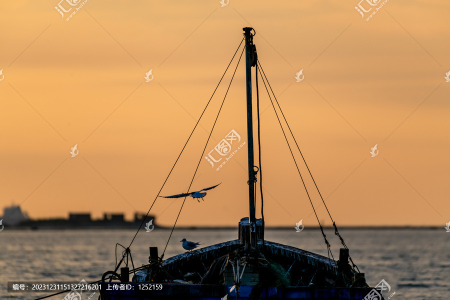 北戴河海滩海鸥