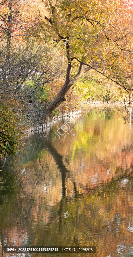 秋景秋树水面倒影