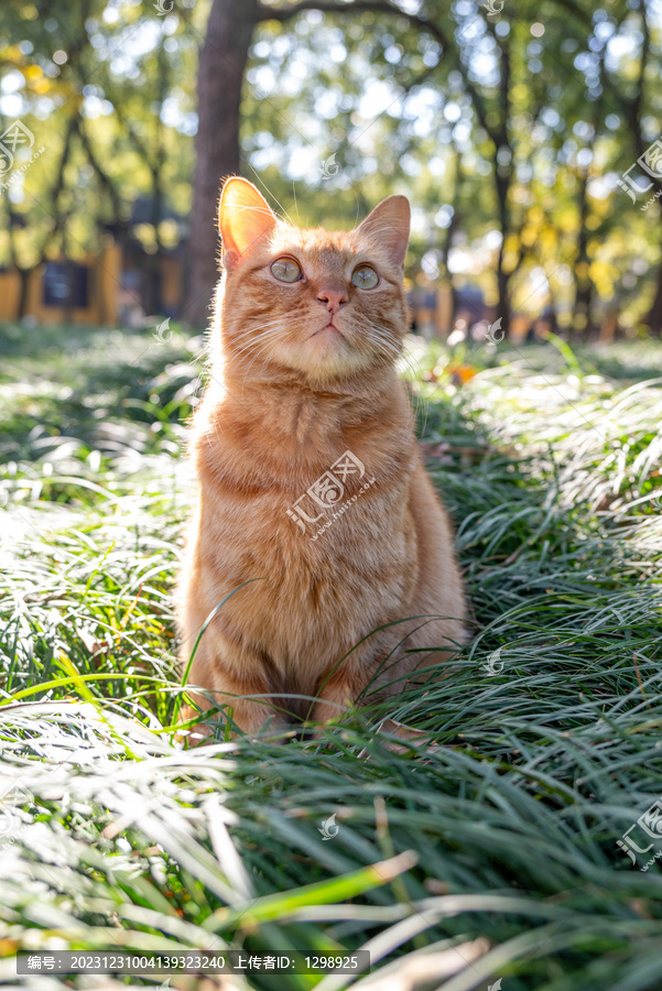 户外可爱橘猫