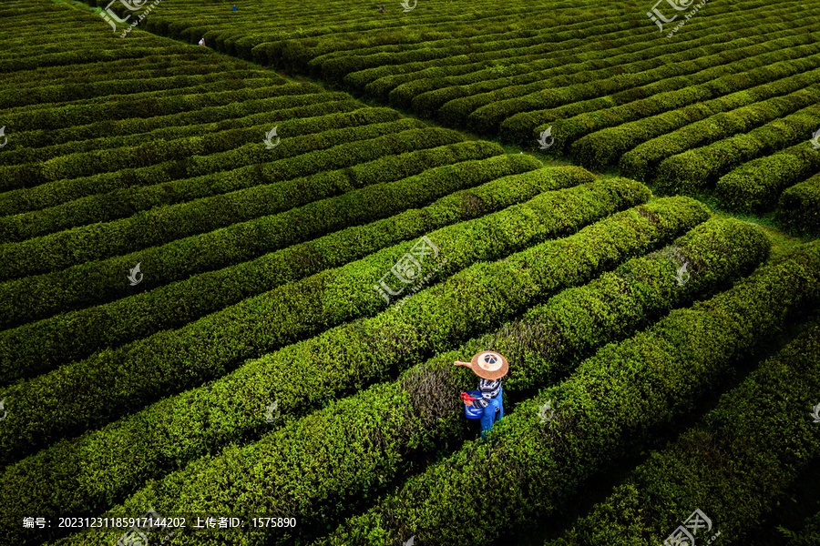 茶園春色