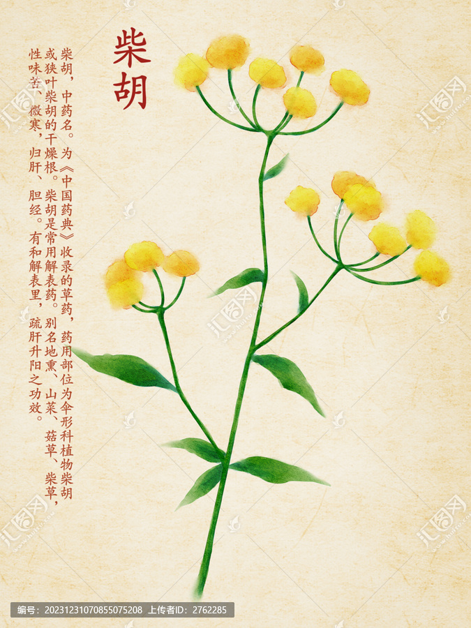 中藥柴胡
