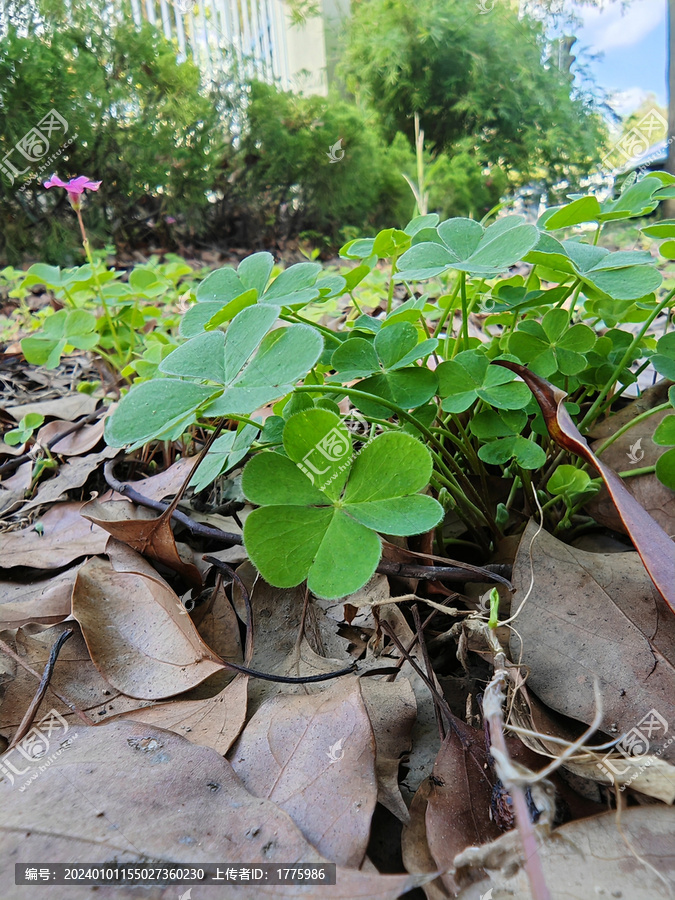 粉色酢浆草