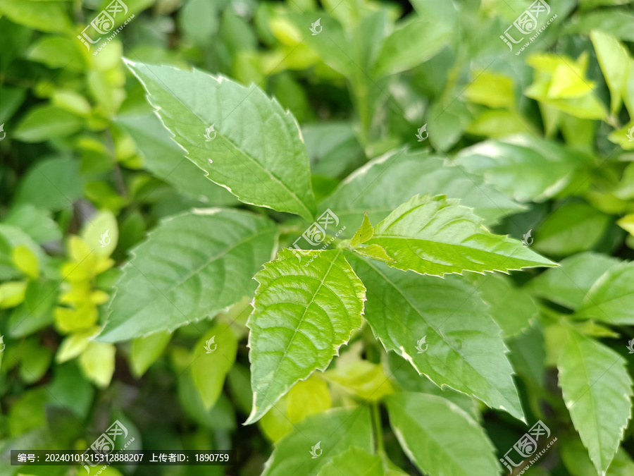 绿色茶叶素材