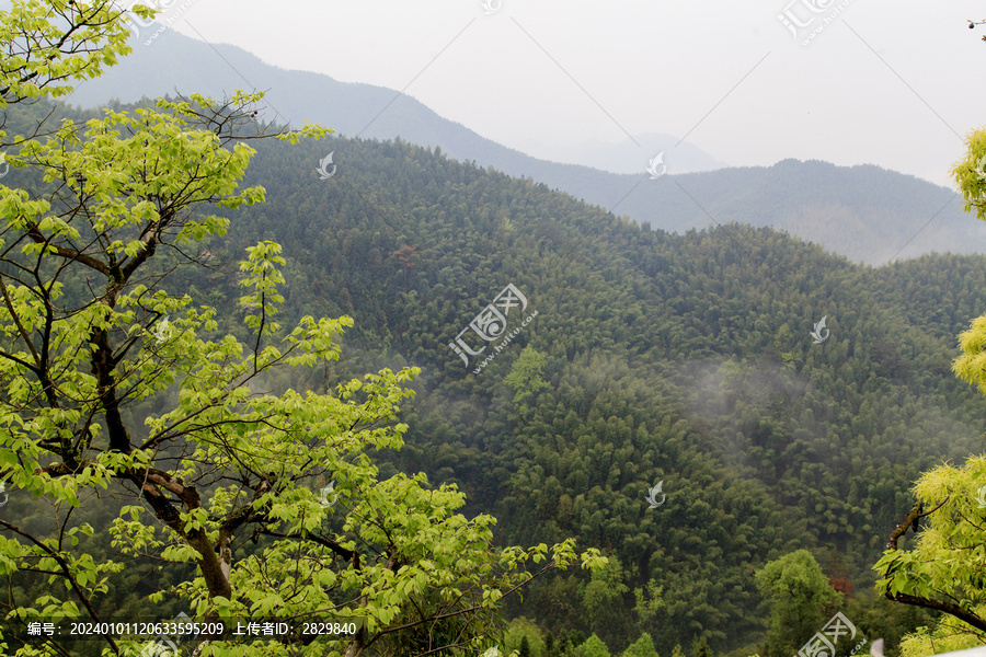 春日山林