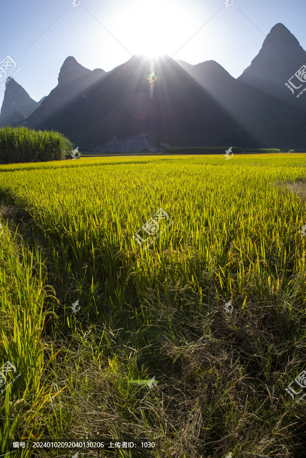 稻田山景