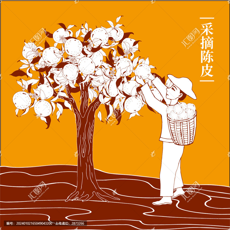 采摘陳皮