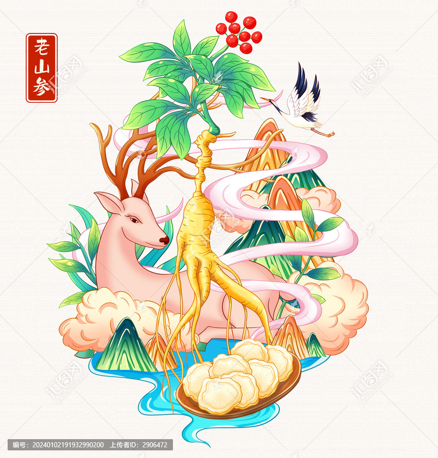 老山参插画手绘