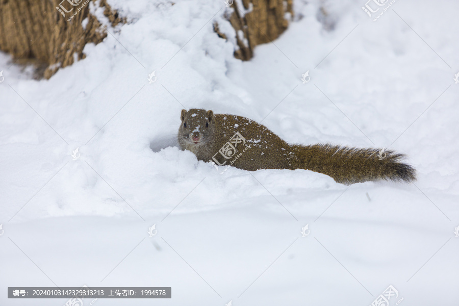 雪中松鼠