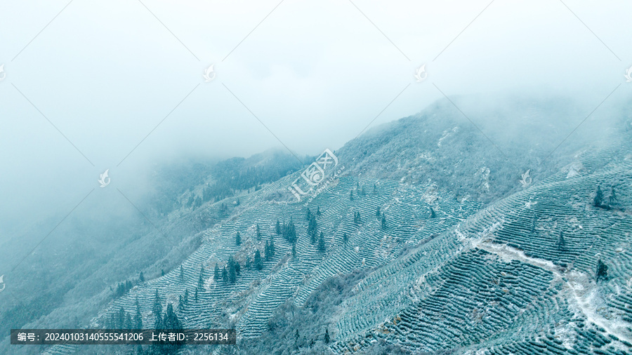 雪景茶山