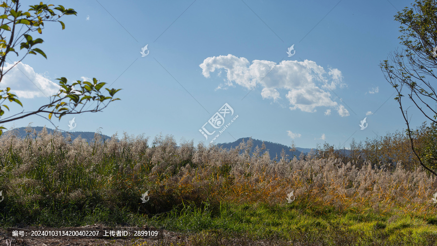 昆明永昌湿地逆光芦苇风景