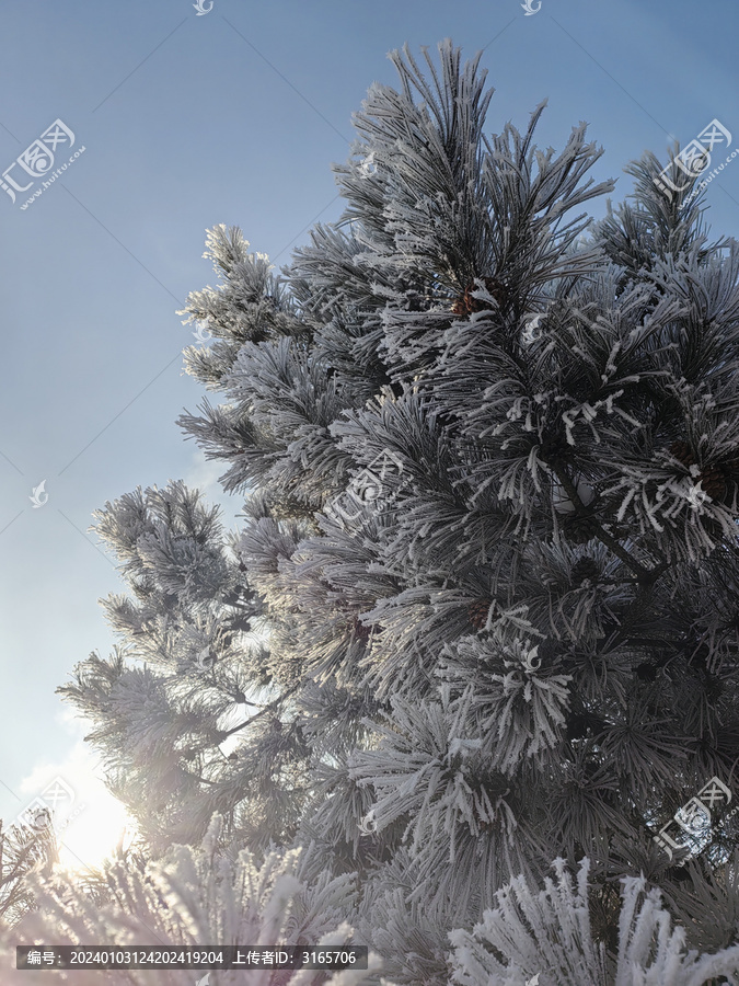 雪松