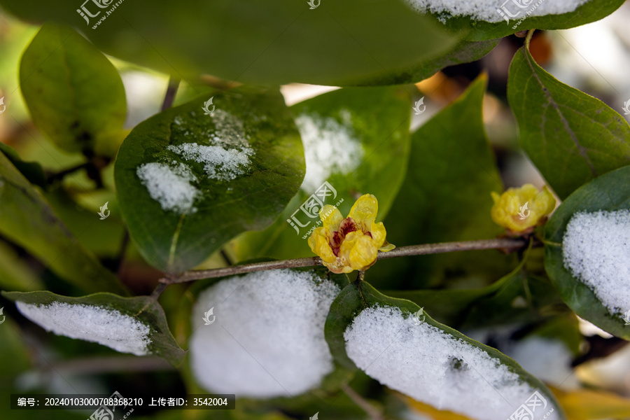 雪后腊梅