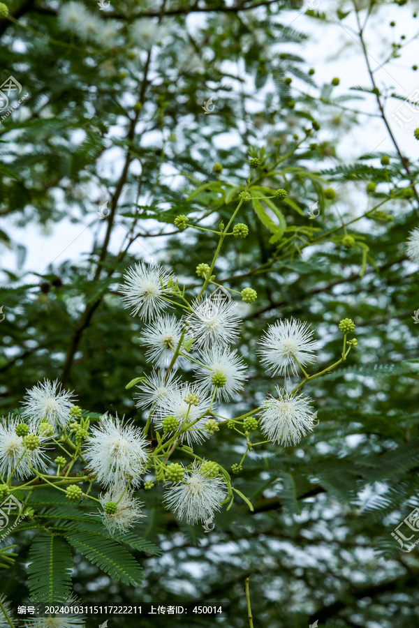 光荚含羞树