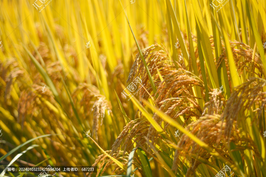 阳光下金黄色的水稻田