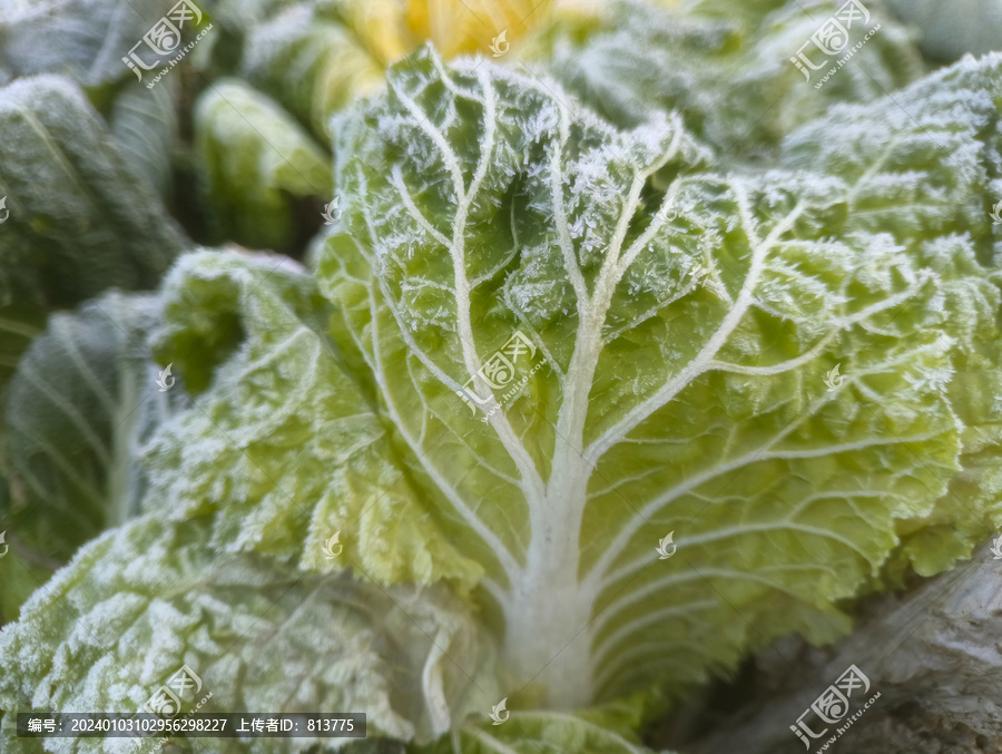 霜花绿叶菜特写