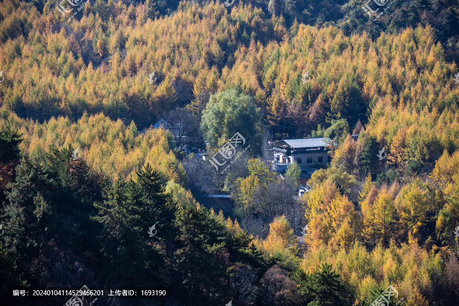 长满树木的大山