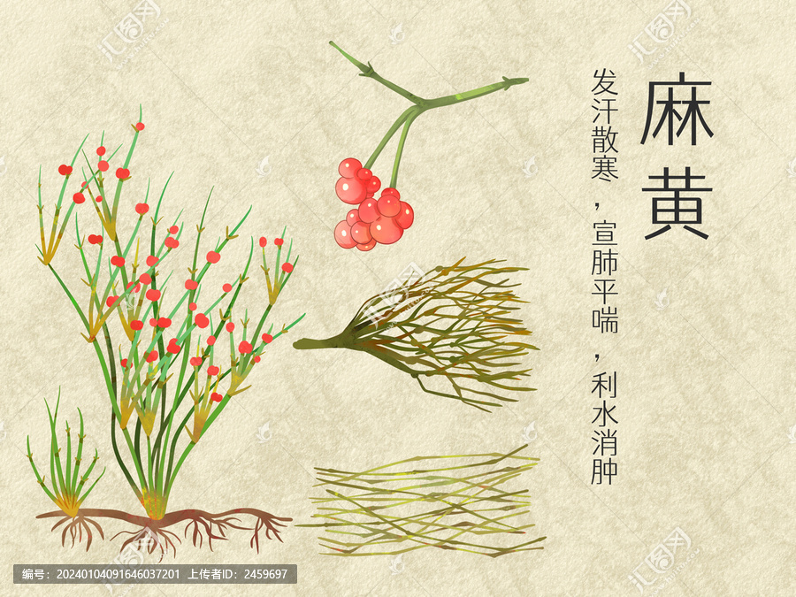 手繪水彩中藥藥材麻黃插畫