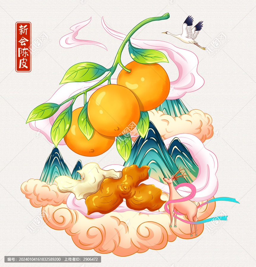 新會陳皮插畫手繪