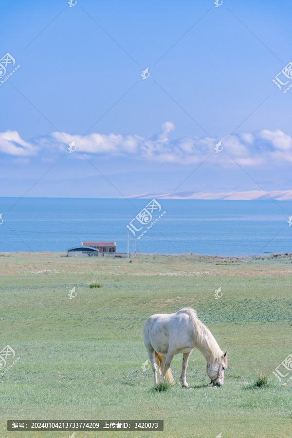青海海南州青海湖边草地上的白马