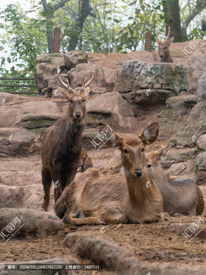 冬季雄性和雌性梅花鹿的毛色