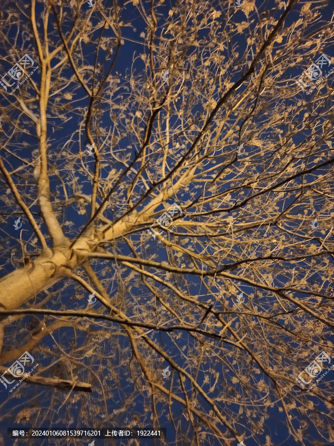 冬天的水梧桐树