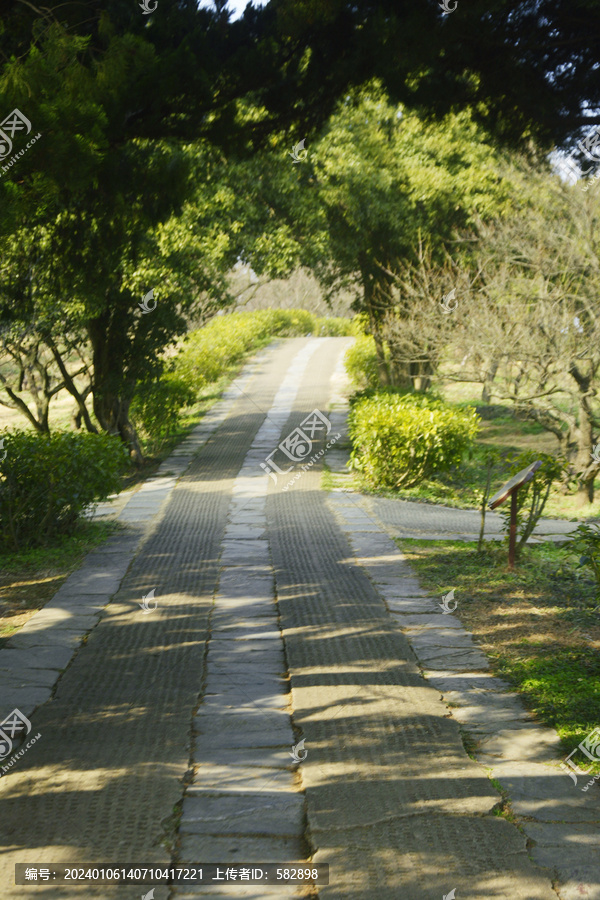 树荫小路