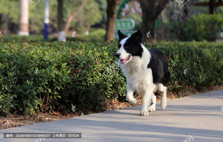 奔跑的牧羊犬