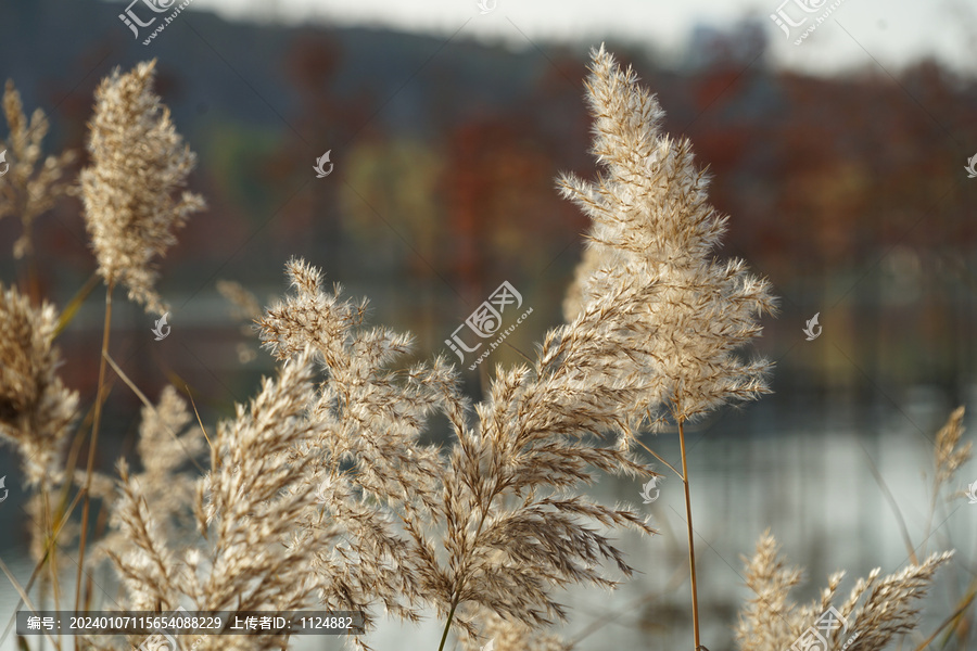 芦苇花