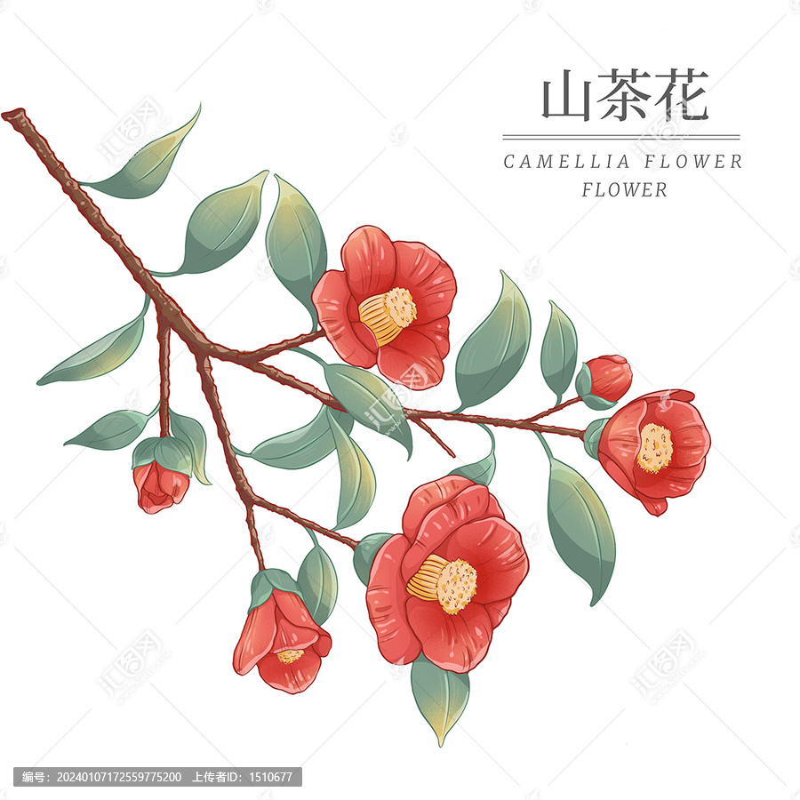 山茶花手繪插畫