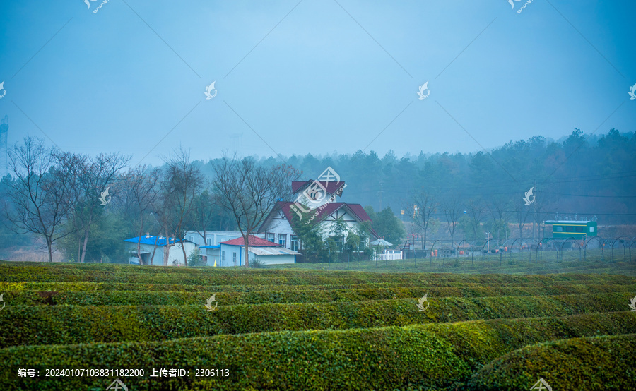 有机茶园