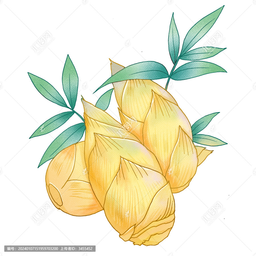 冬筍插畫