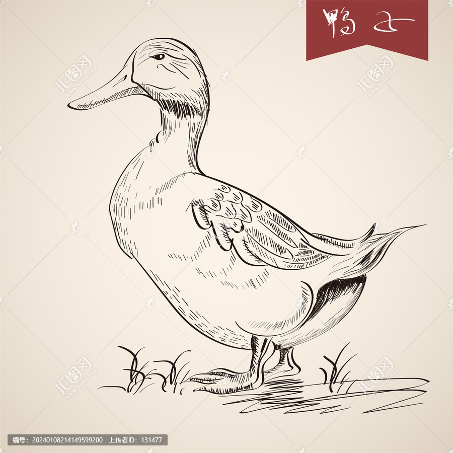 素描鴨子