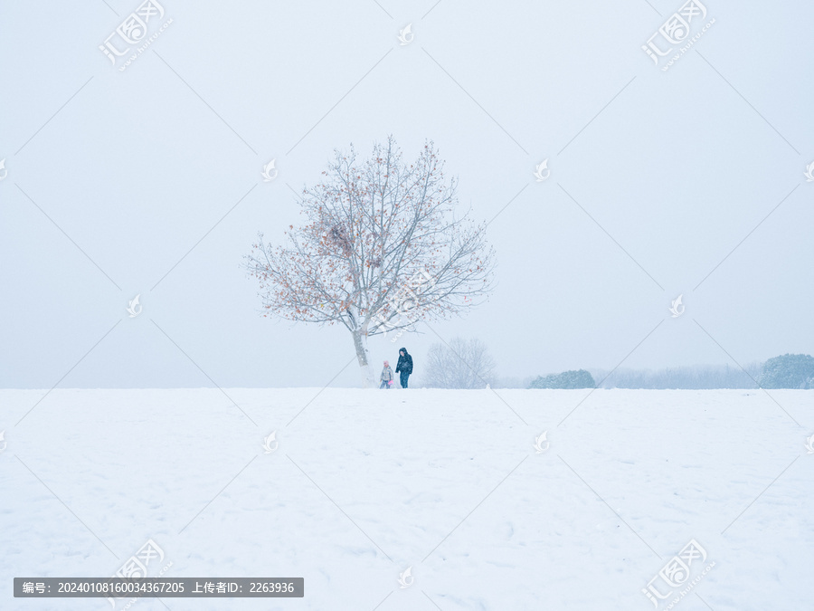 孤独的树雪景