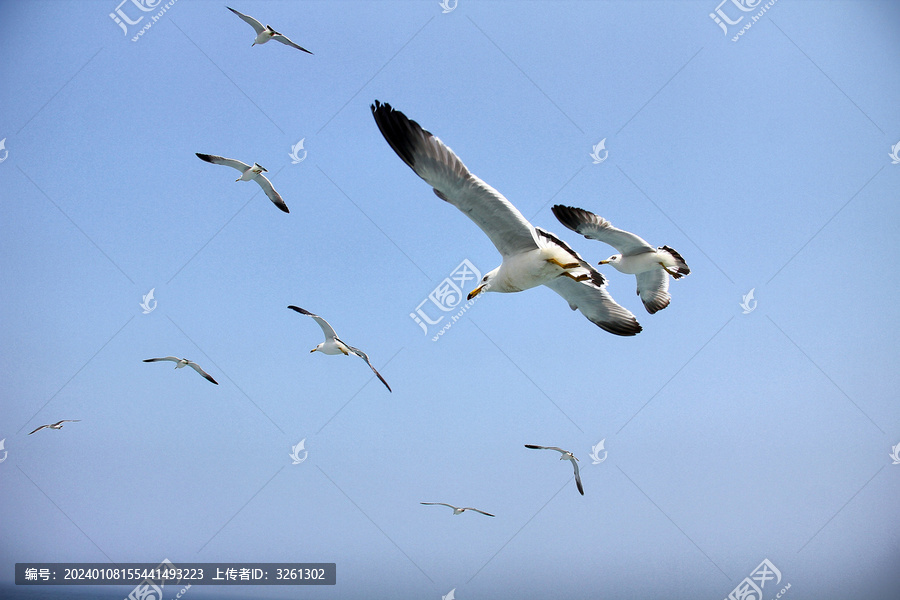 展翅飞翔的海鸥