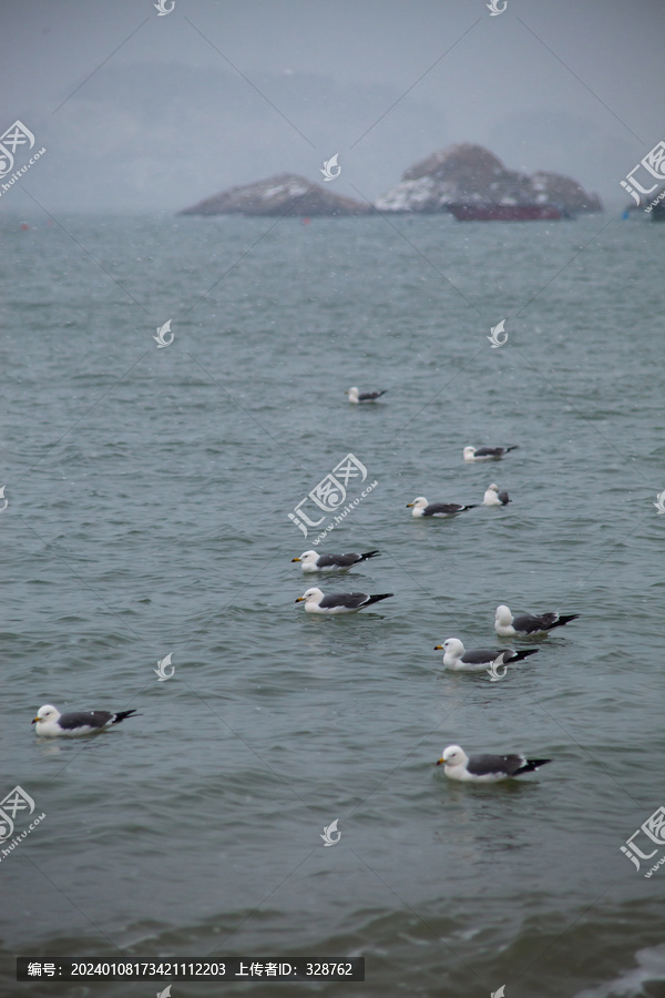 一群海鸥和海岛