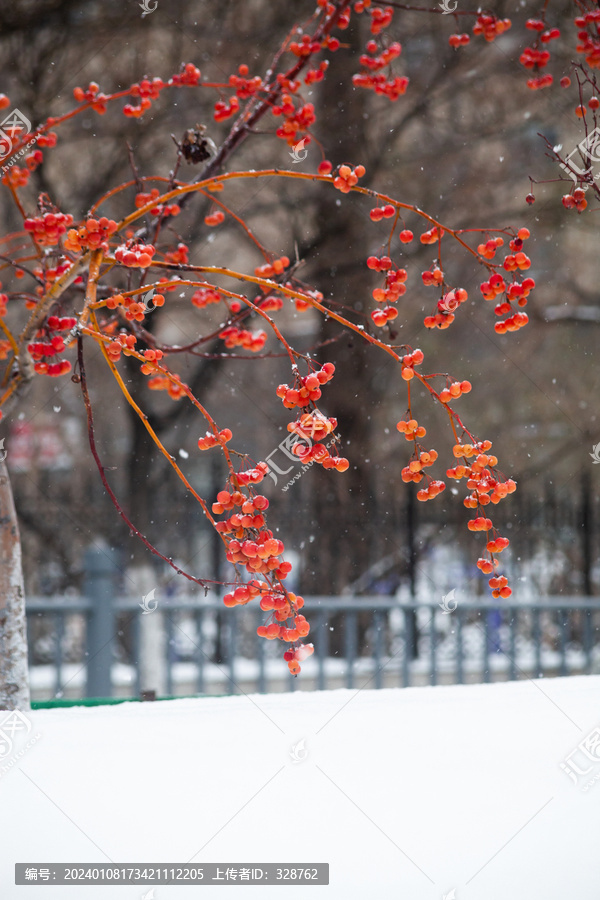 雪天的红果