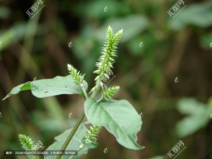 野生牛膝穗状花序