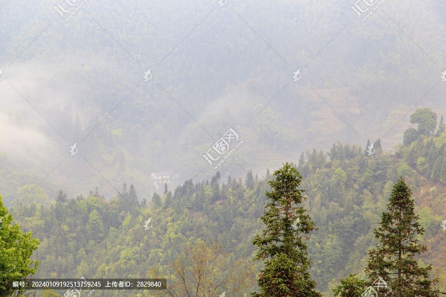 大山晨雾