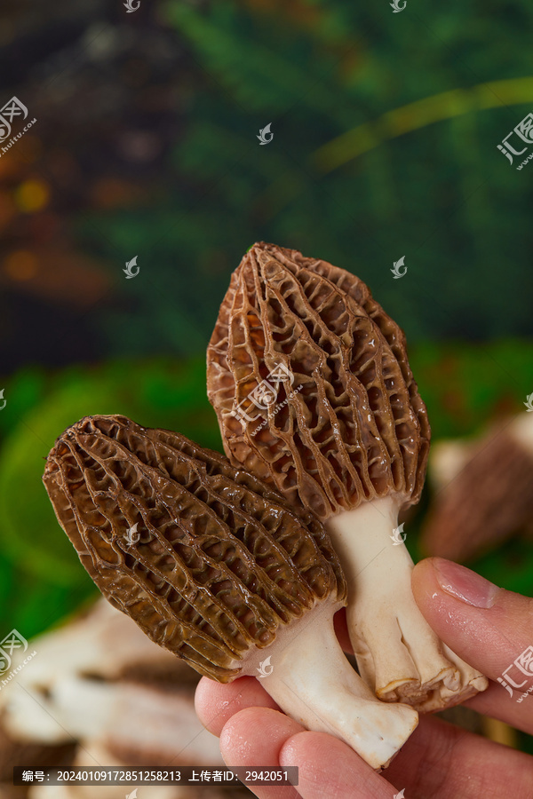 云南羊肚菌